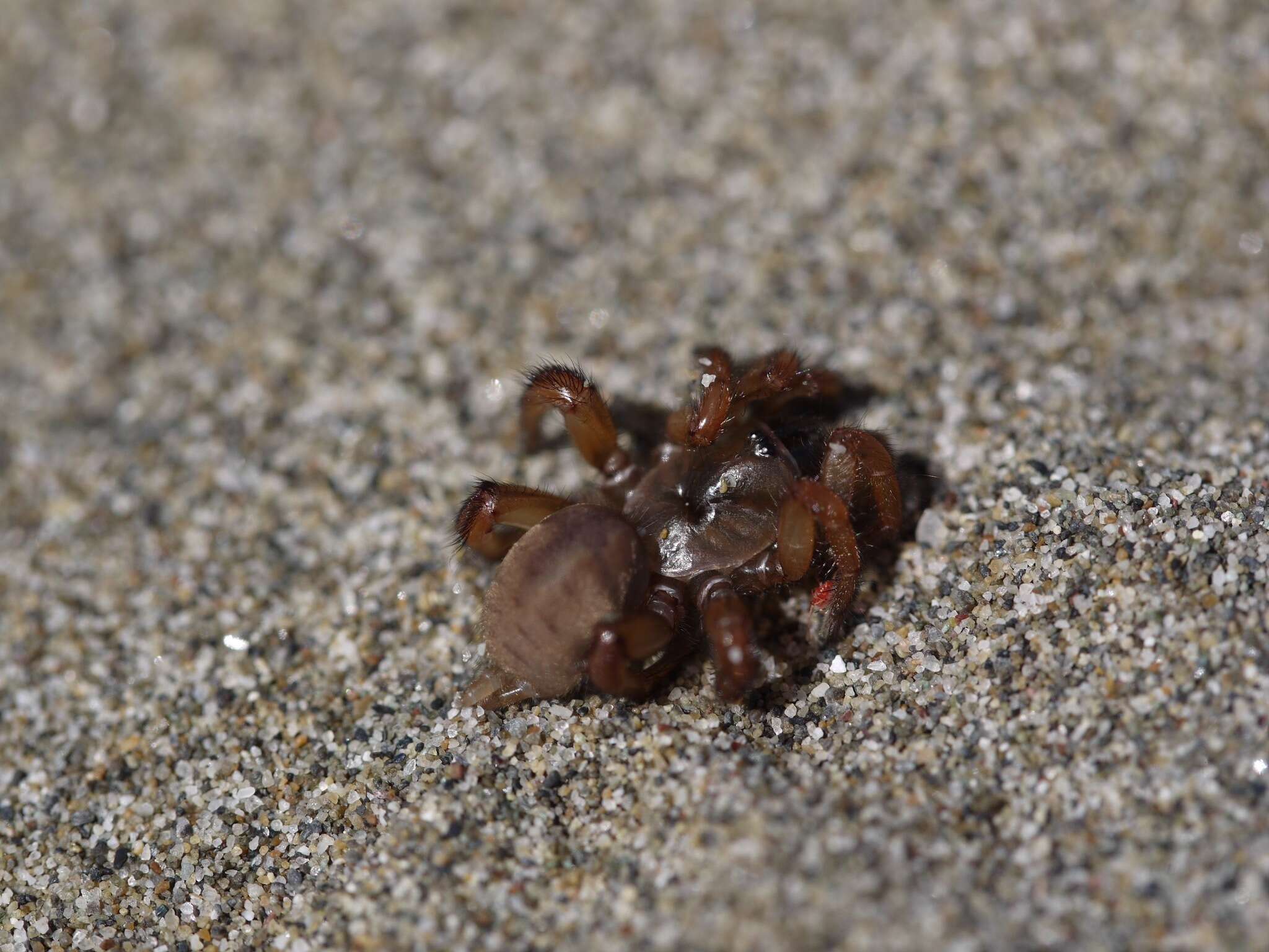Image of Miwok Trapdoor Spider