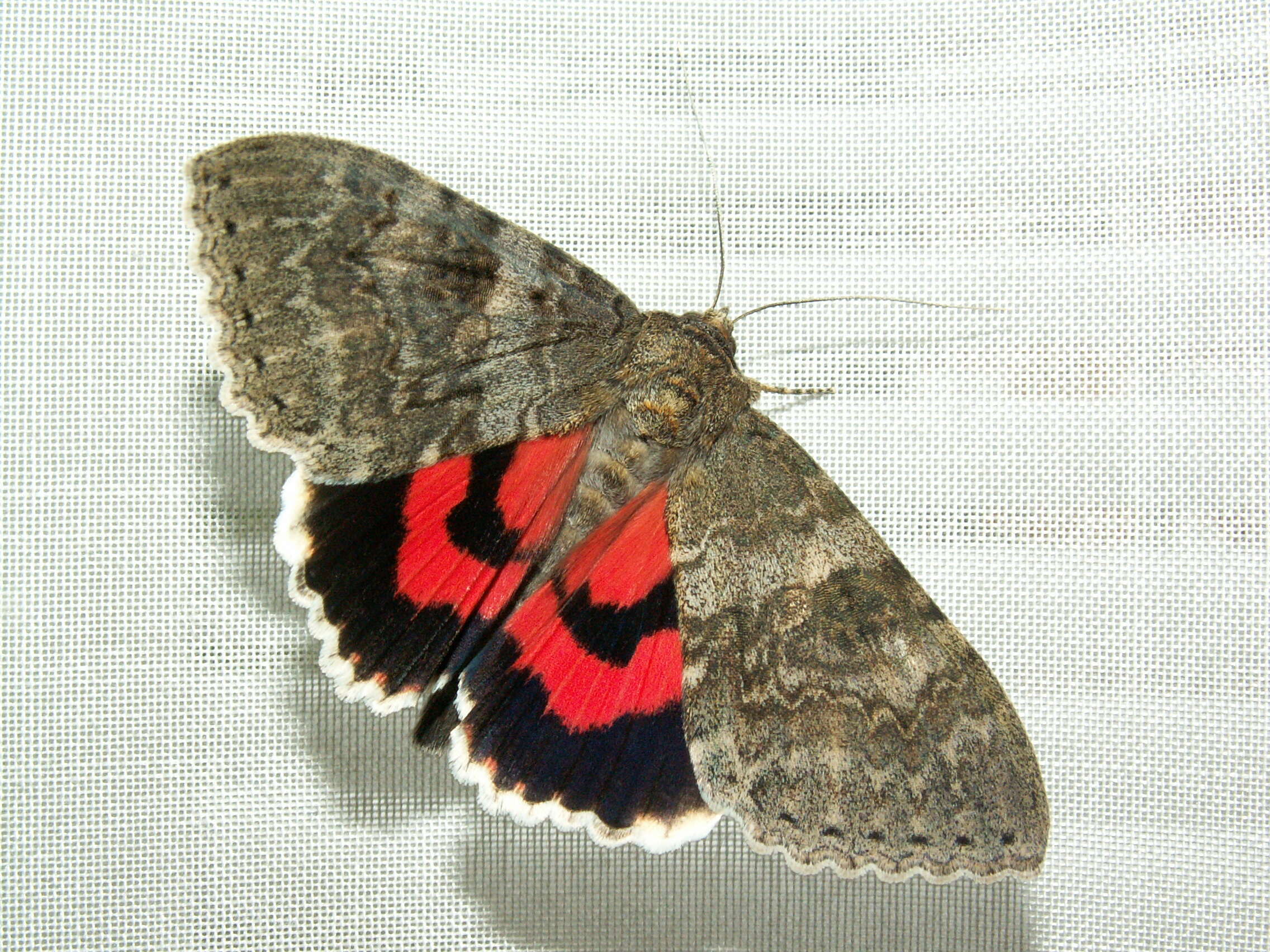 Image of red underwing