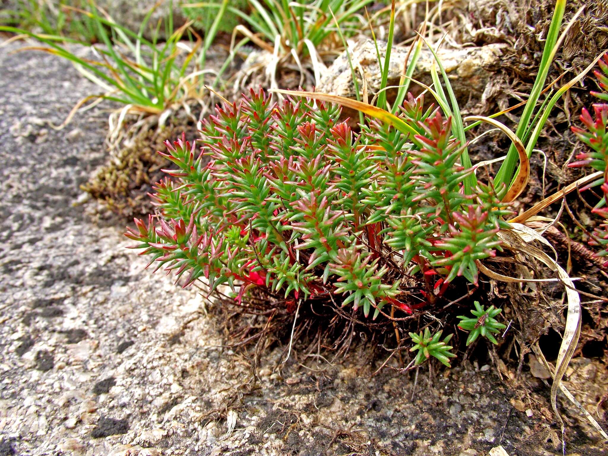 Image of Rhodiola quadrifida (Pallas) Fischer & Meyer