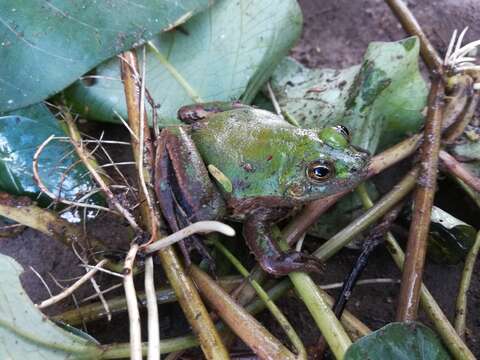 Image of Paradoxical Frog