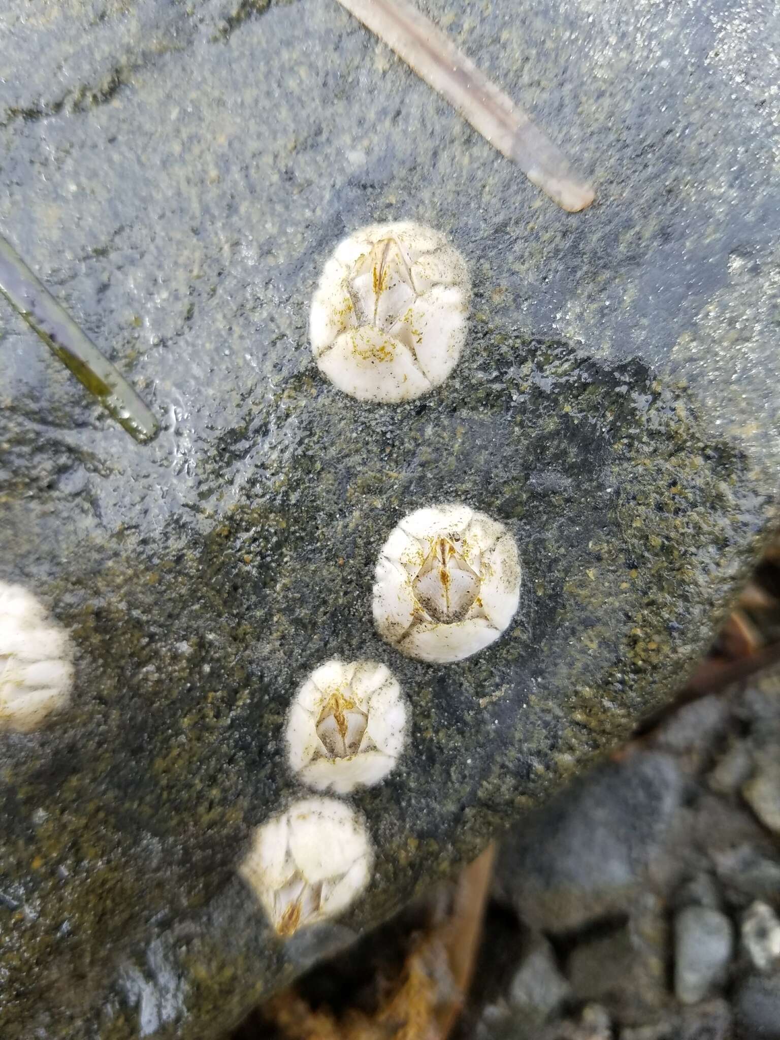 Image of Crenate barnacle