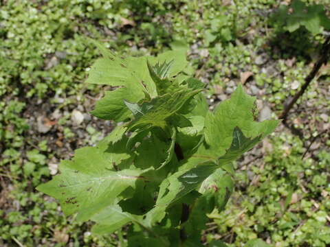 Image of Lactuca formosana Maxim.