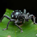 Imagem de Pantorhytes stanleyanus White 1852