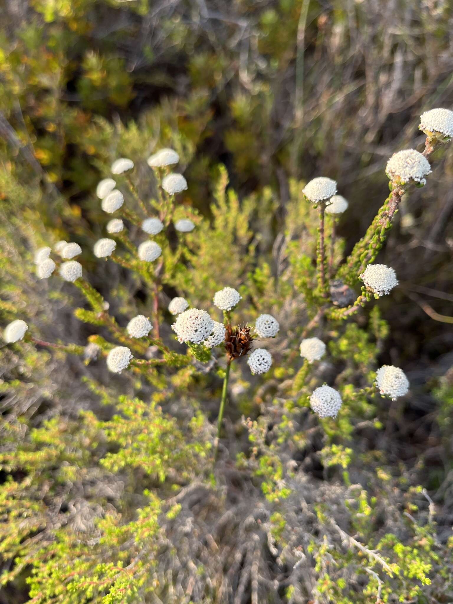 Image of Phylica selaginoides Sond.