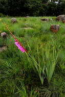 Imagem de Watsonia pulchra N. E. Br. ex Goldblatt