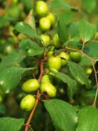 Image of Jujube