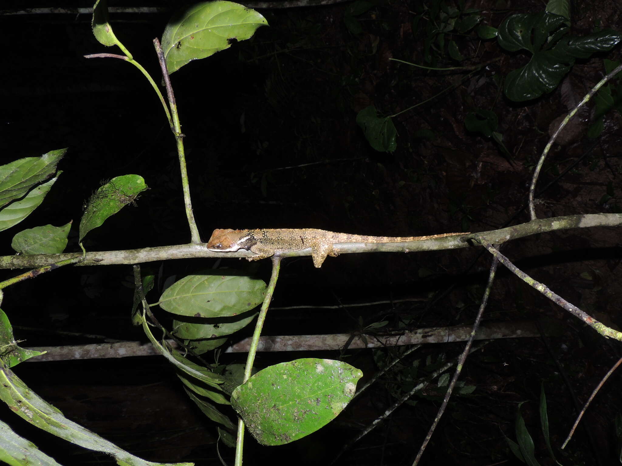 Image de Enyalioides touzeti Torres-carvajal, Almendáriz, Valencia, Yúnez-muños & Reyes 2008