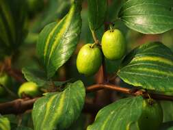 Image of Jujube