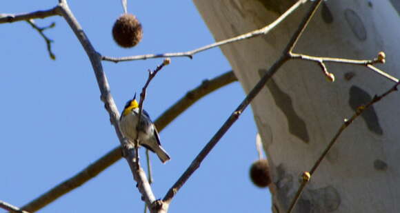 Image of Yellow-throated Warbler