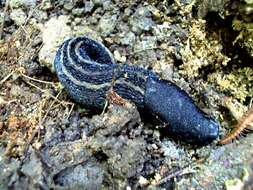 Image of ash-black slug