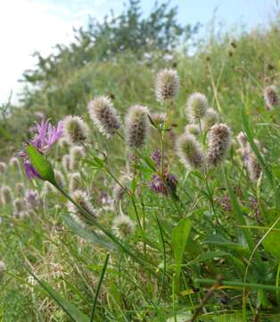 Image of Hare's-foot Clover