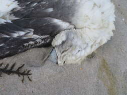 Image de Albatros à cape blanche