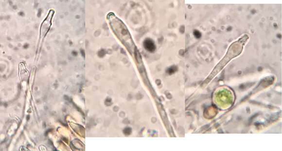 Image of Orbilia carpoboloides (P. Crouan & H. Crouan) Baral 1994