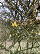 Image de Forsythia intermedia Zabel