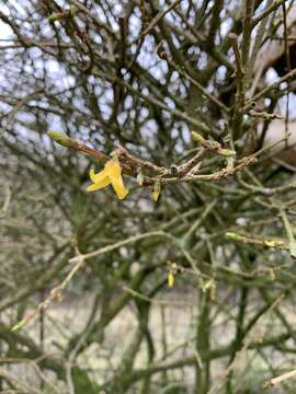 Forsythia intermedia Zabel resmi