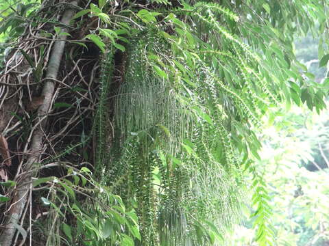 Image of tassel fern