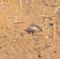 Image of Predaceous diving beetle