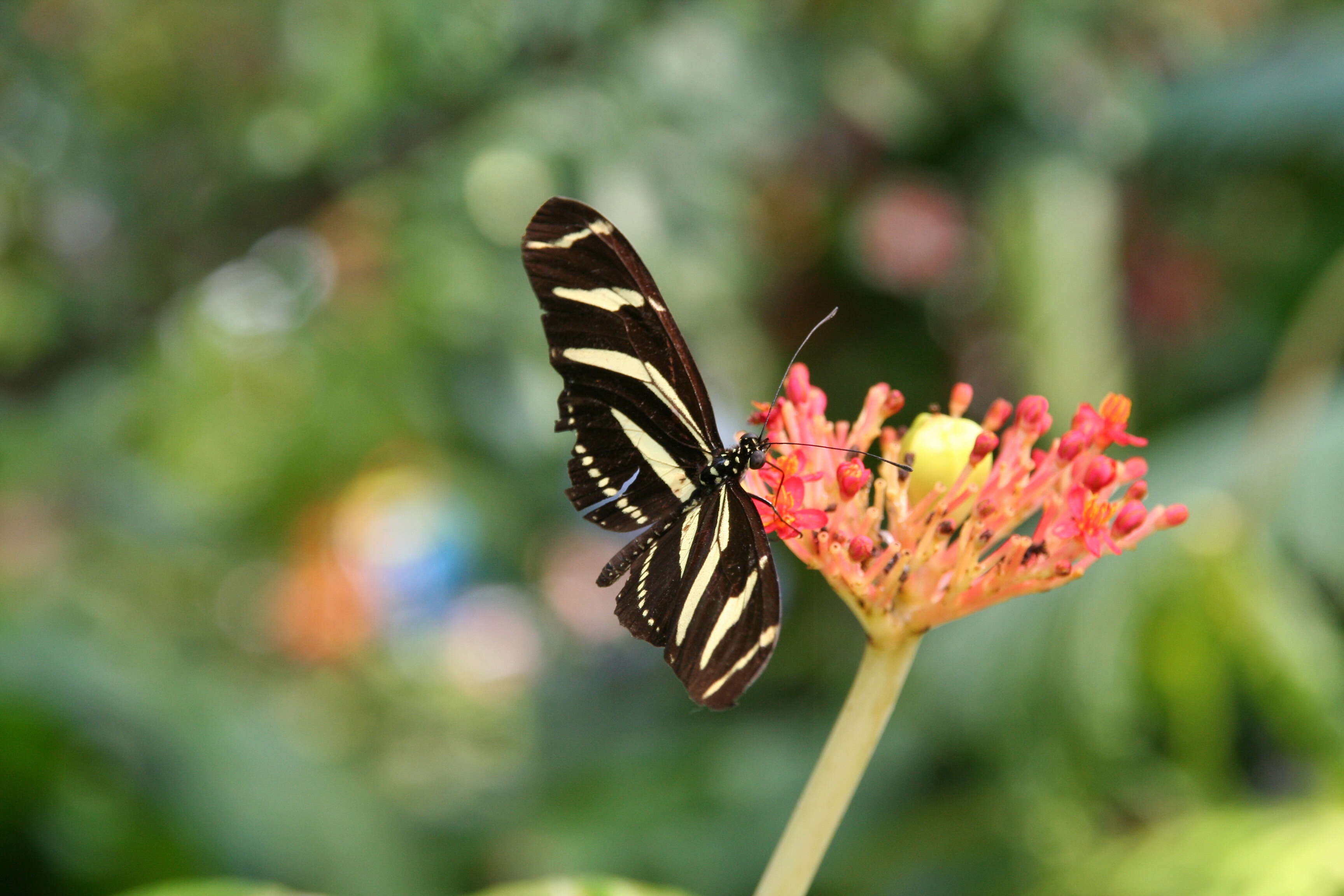 Image of Zebra Longwing