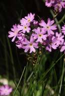 Plancia ëd Primula farinosa L.