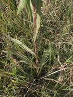 Oenothera coloradensis (Rydb.) W. L. Wagner & Hoch resmi