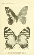 Graphium fulleri (Grose-Smith 1883) resmi