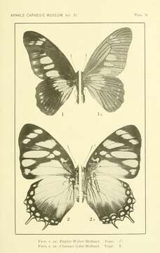 Image of Graphium fulleri (Grose-Smith 1883)