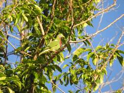 Image of Claret-breasted Fruit Dove