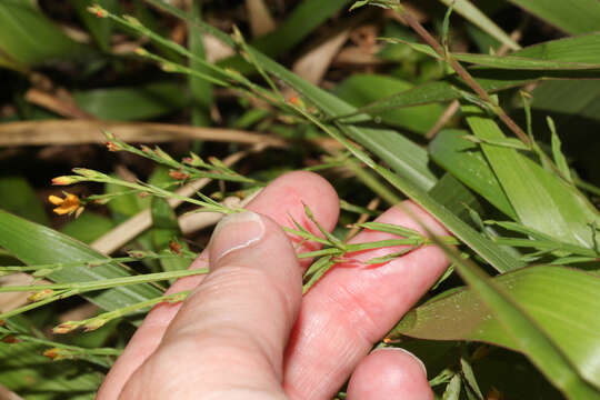 Image of Hypericum thesiifolium Kunth