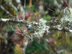 Image of Spangle-cheeked Tanager