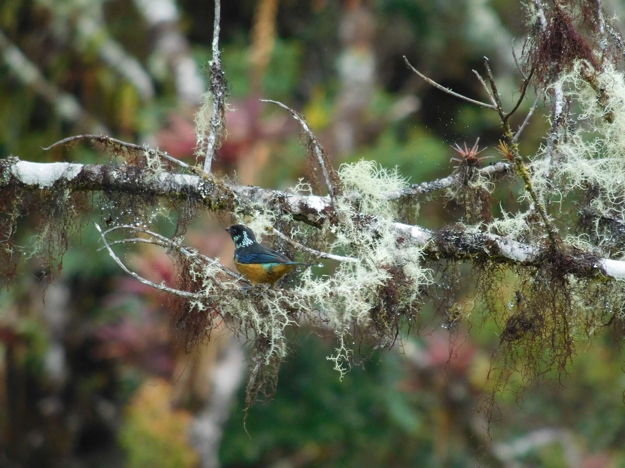 Image of Spangle-cheeked Tanager