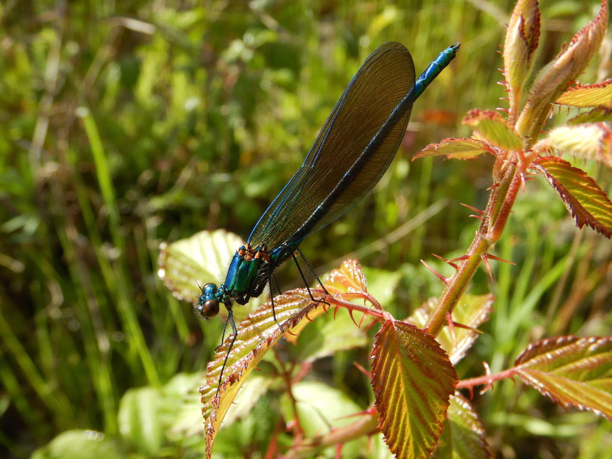 Image of Western Demoiselle