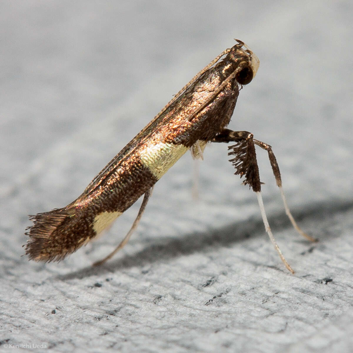 Image of Caloptilia vacciniella (Ely 1915)