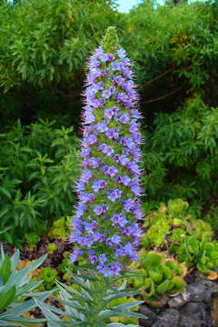 Image of Echium webbii Coincy