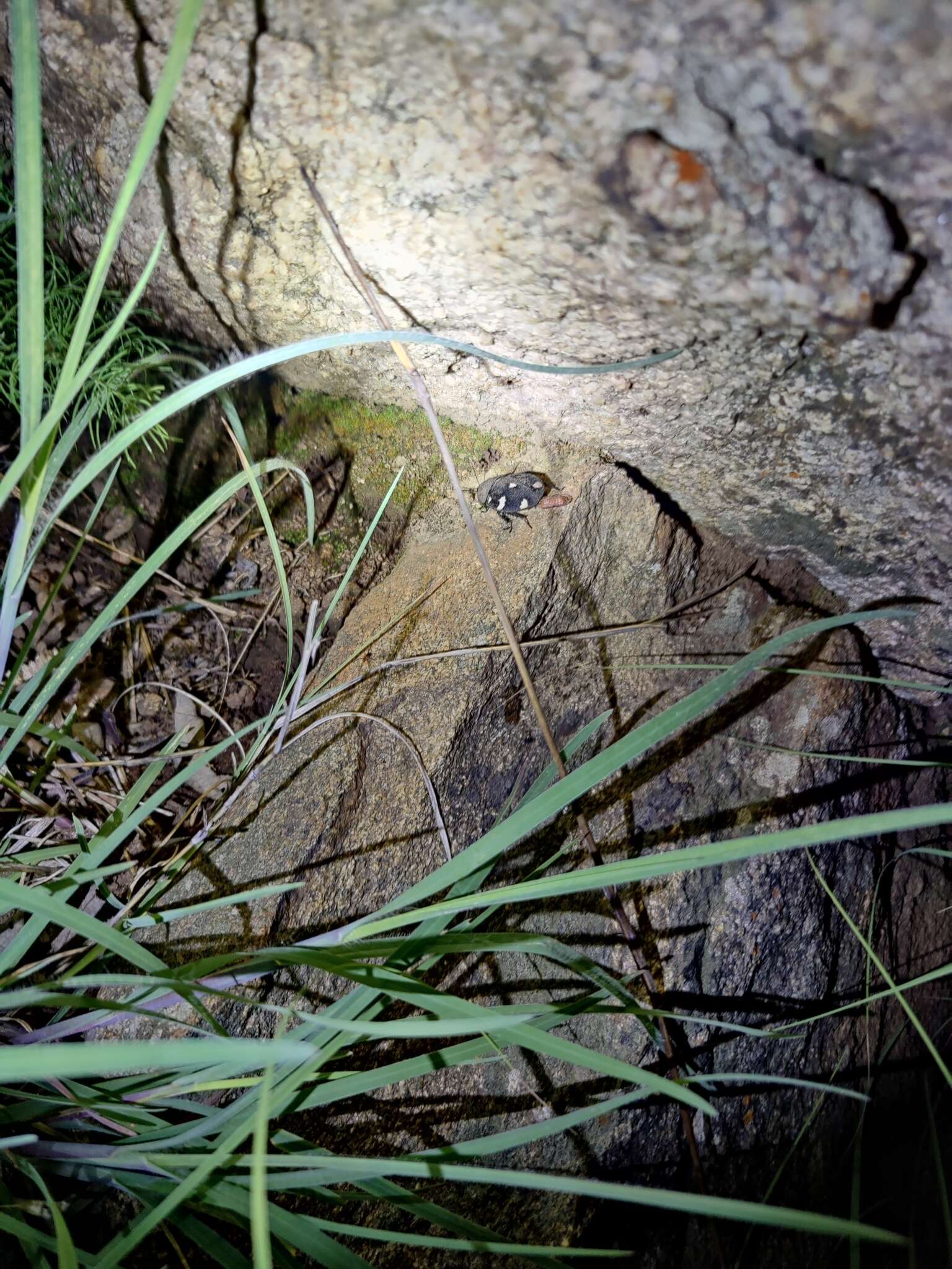 Image of Indian Domino Cockroach