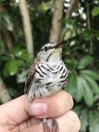 Image of Bar-breasted Honeyeater