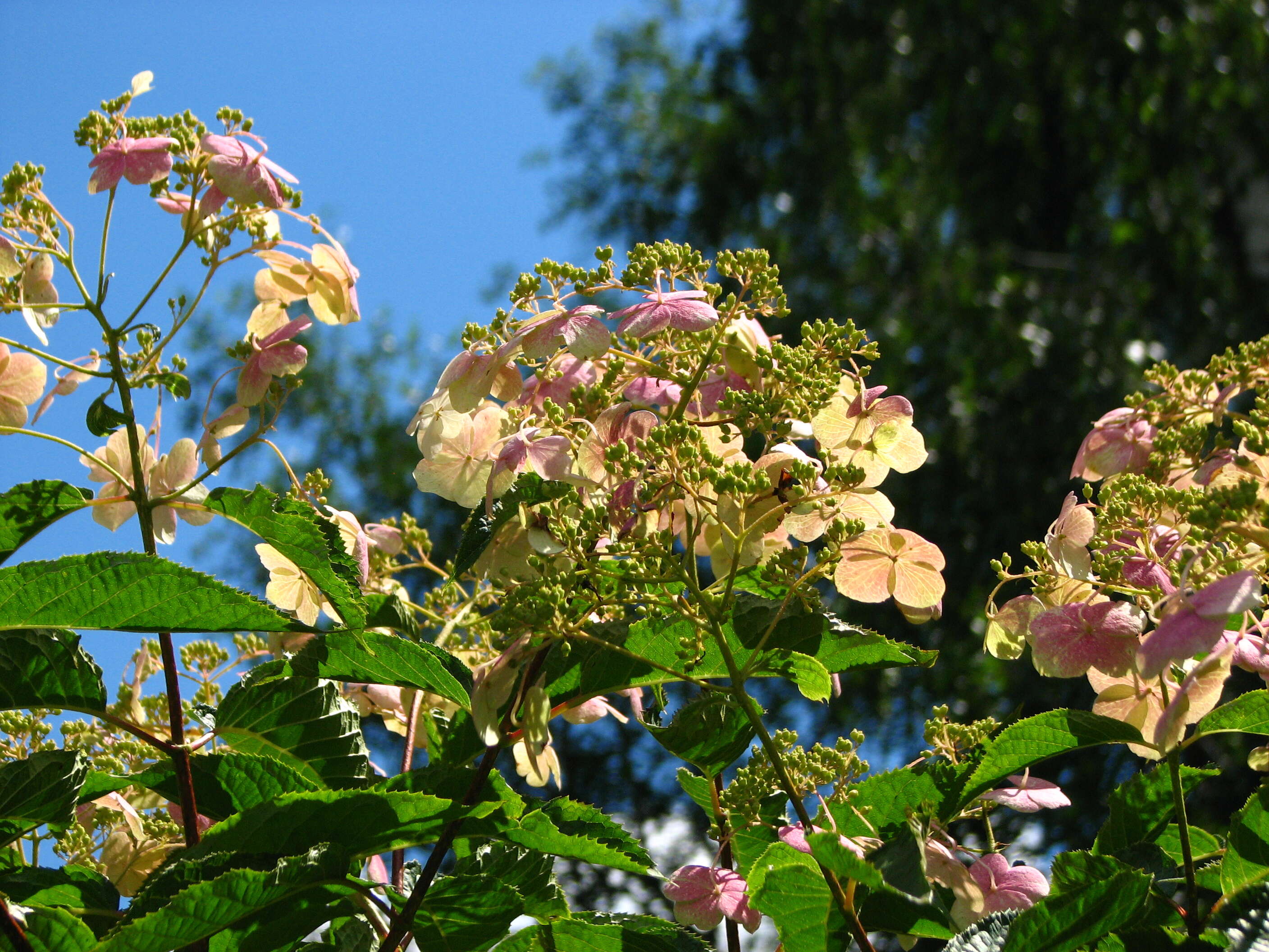 Image de Hydrangea bretschneideri Dippel