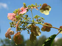 Image de Hydrangea bretschneideri Dippel