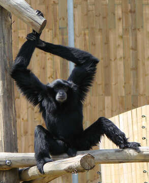 Image of siamang