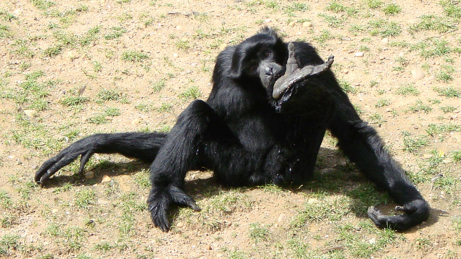 Image of siamang