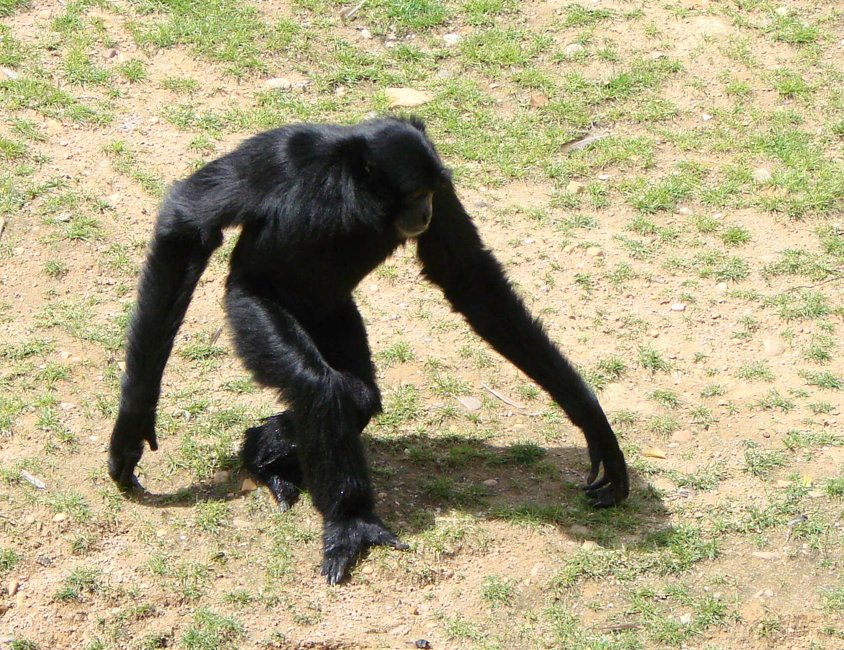 Image of siamang