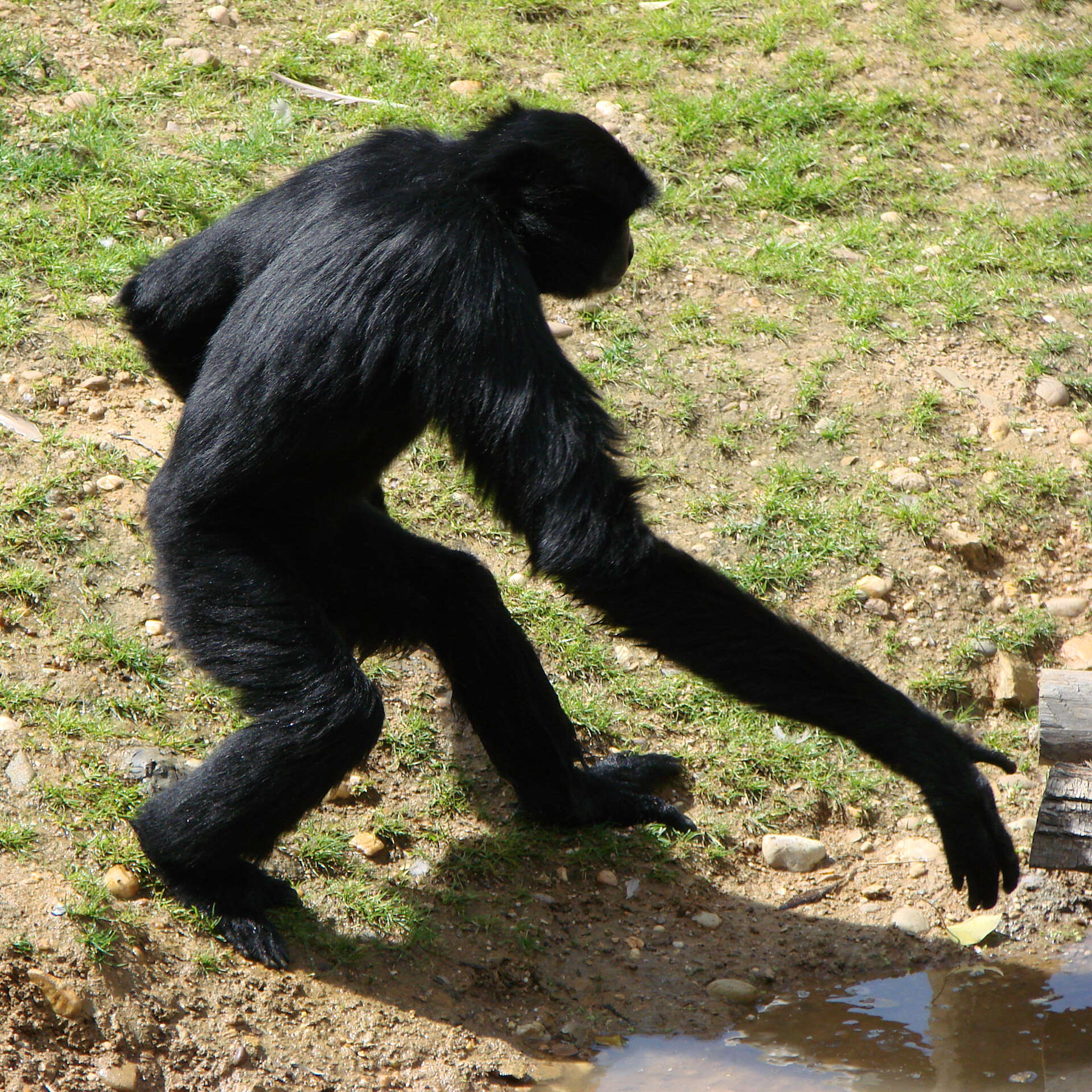 Image of siamang