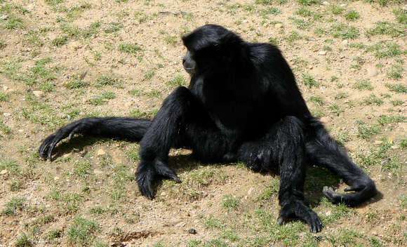 Image of siamang