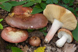 Plancia ëd Russula alutacea (Fr.) Fr. 1838