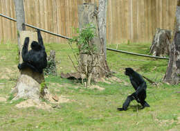 Image of siamang