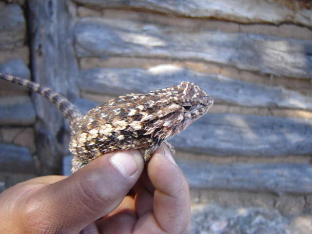 Image of Sceloporus spinosus Wiegmann 1828