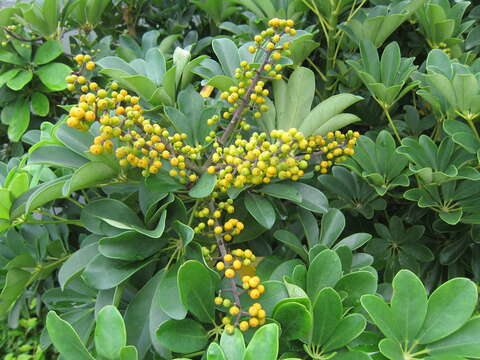 Image of Dwarf Umbrella Tree