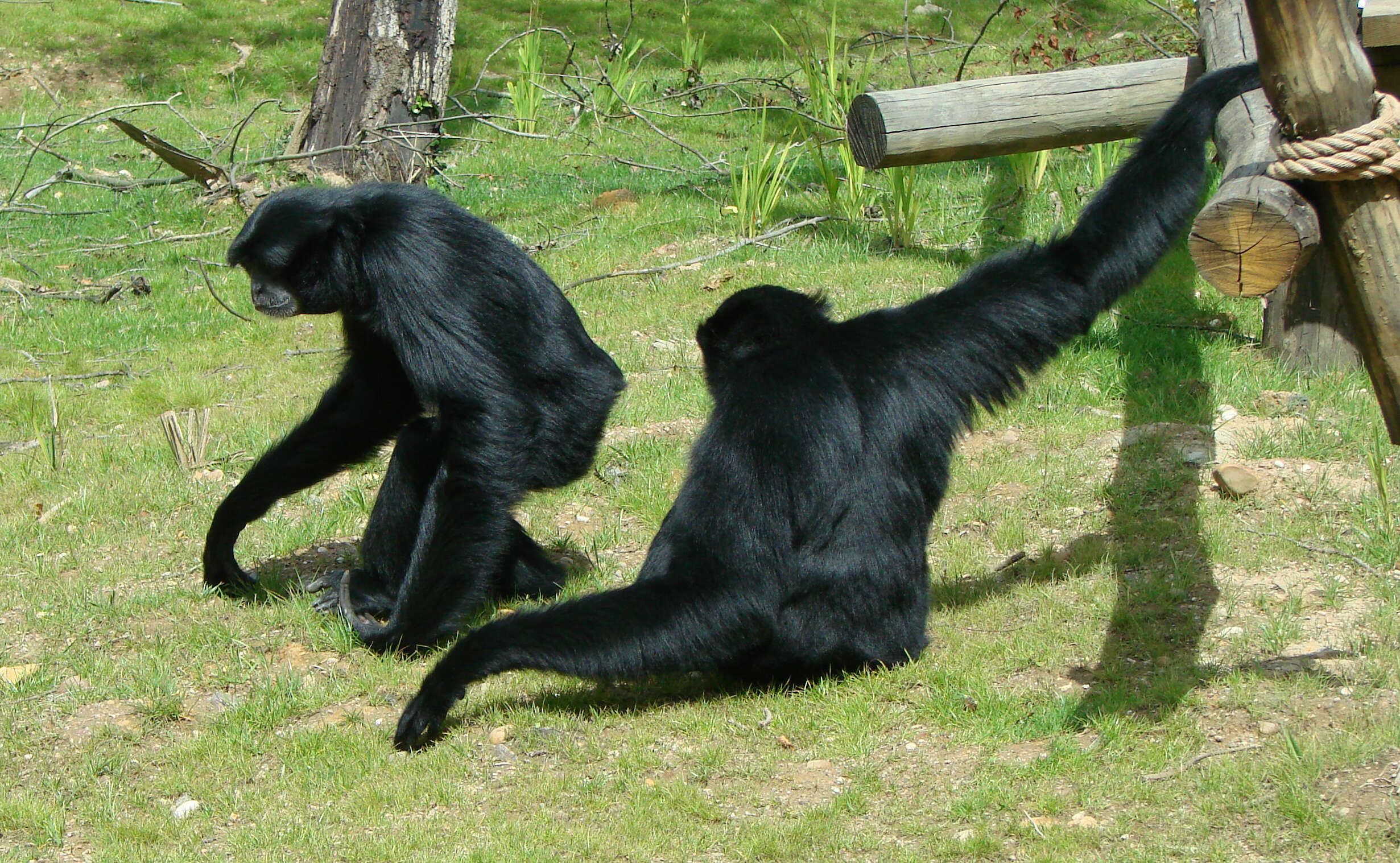 Image of siamang