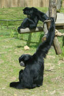 Image of siamang