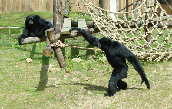 Image of siamang