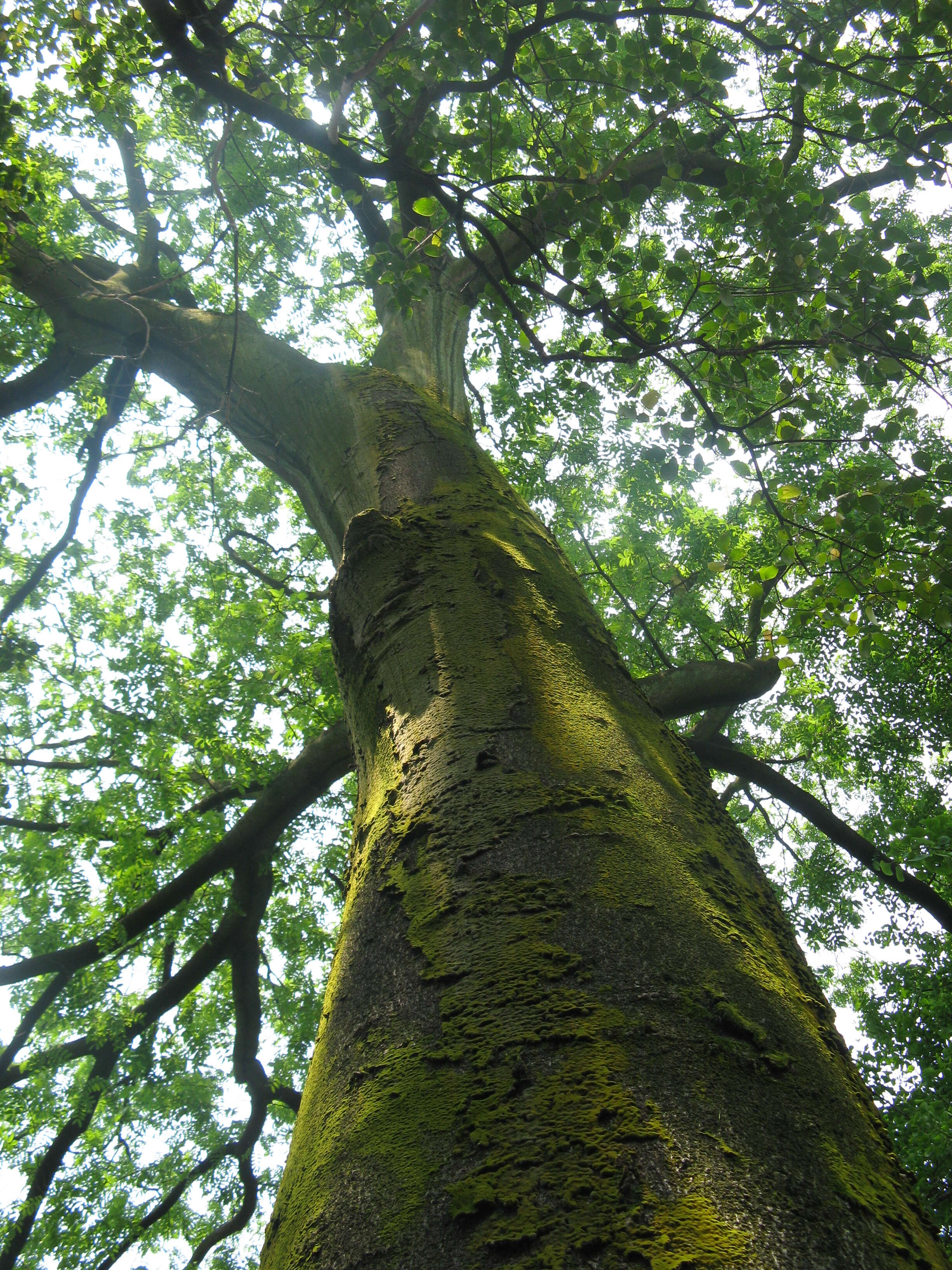 Image of Indian Mahogany